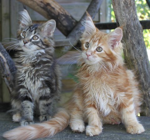 erste Fotos der neuen Kitten
