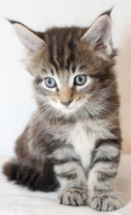 bald gibt's erste Fotos der neuen Kitten