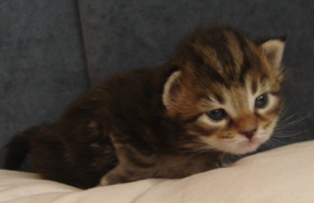 bald gibt's erste Fotos der neuen Kitten