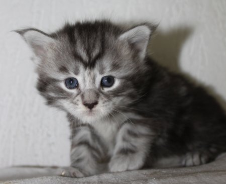 erste Fotos der neuen Kitten